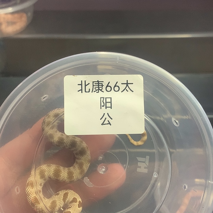 豹纹守宫北极康达66太阳 公