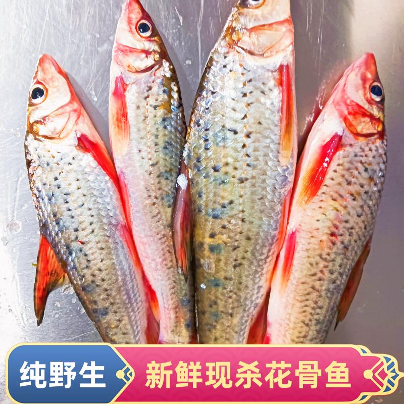 野生花骨鱼激浪鱼野生河鱼季花鱼活鱼现杀发货
