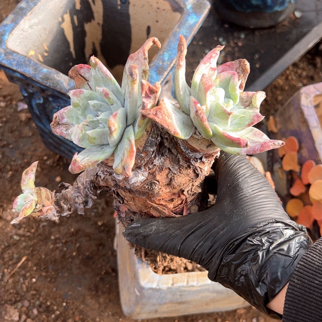 543哈哈哈哈哈哈哈哈