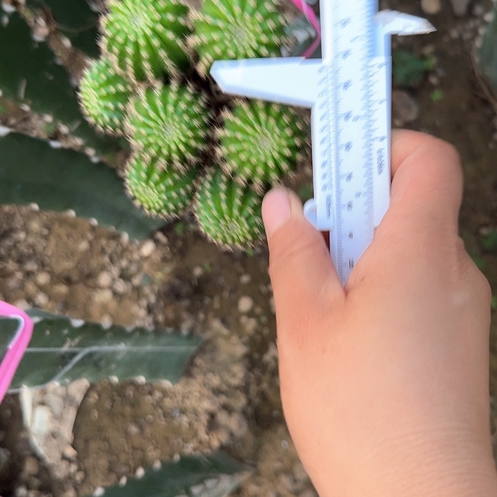 小油菜无根侧芽两公分左右