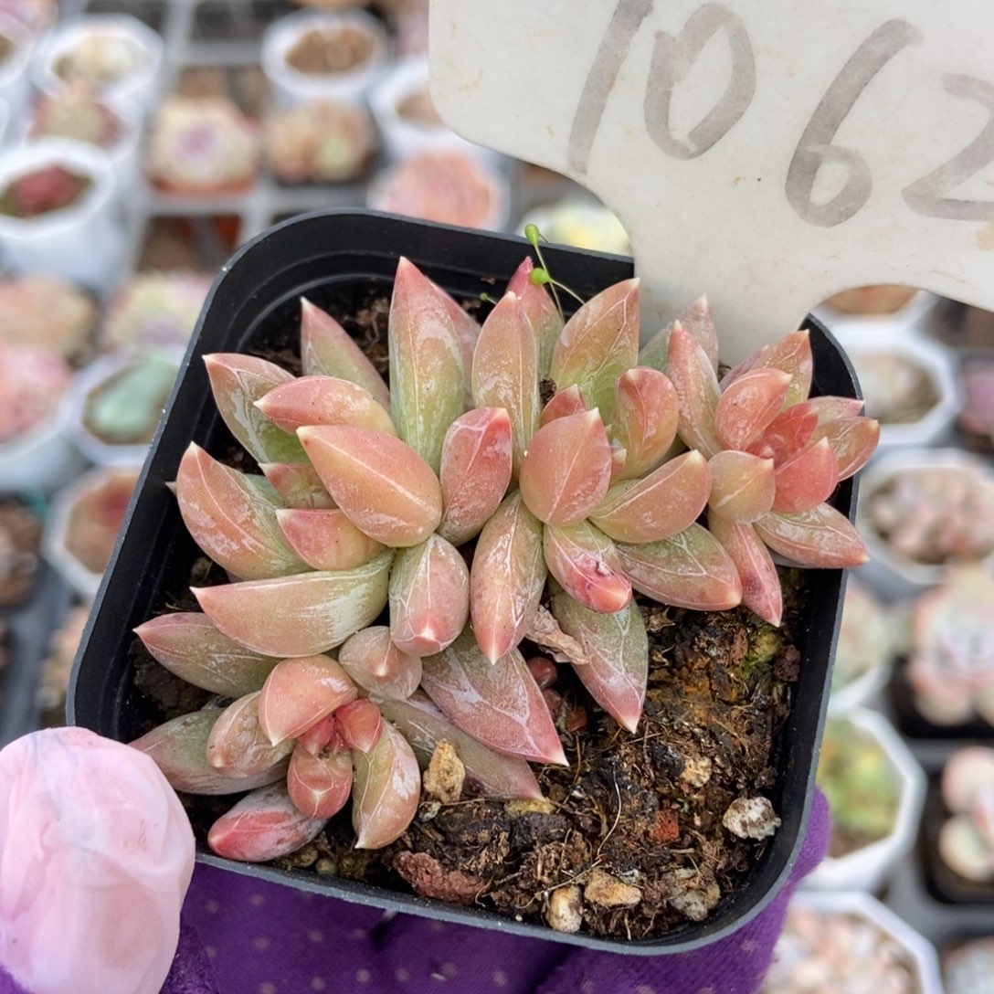 1062水晶蟹爪多肉植物保护