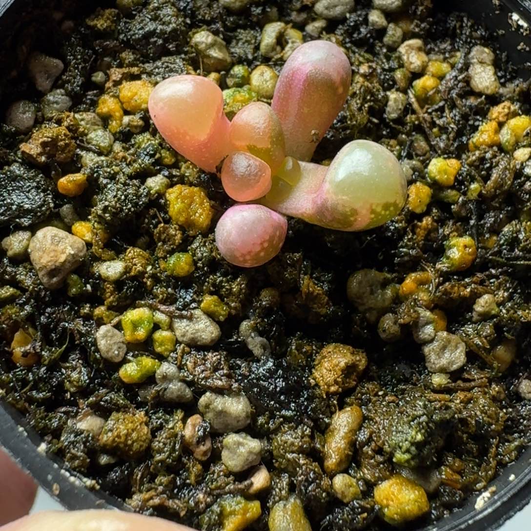 五十铃玉锦 多肉植物