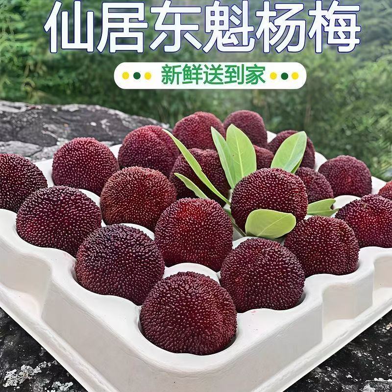 （顺丰次日达）10A正宗浙江仙居东魁杨梅颗粒现摘产地直发送礼佳选浙江仙居东魁杨梅浙江省