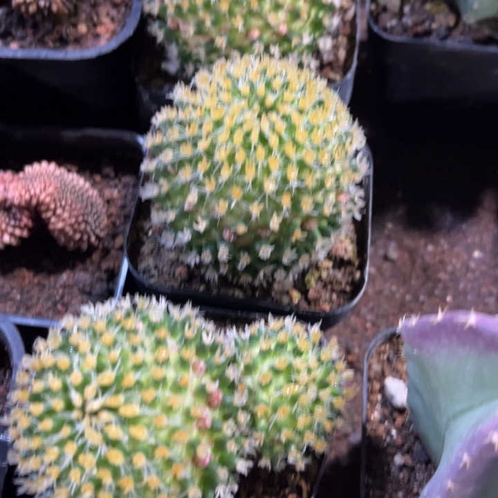 嘉文马蹄化好养皮实