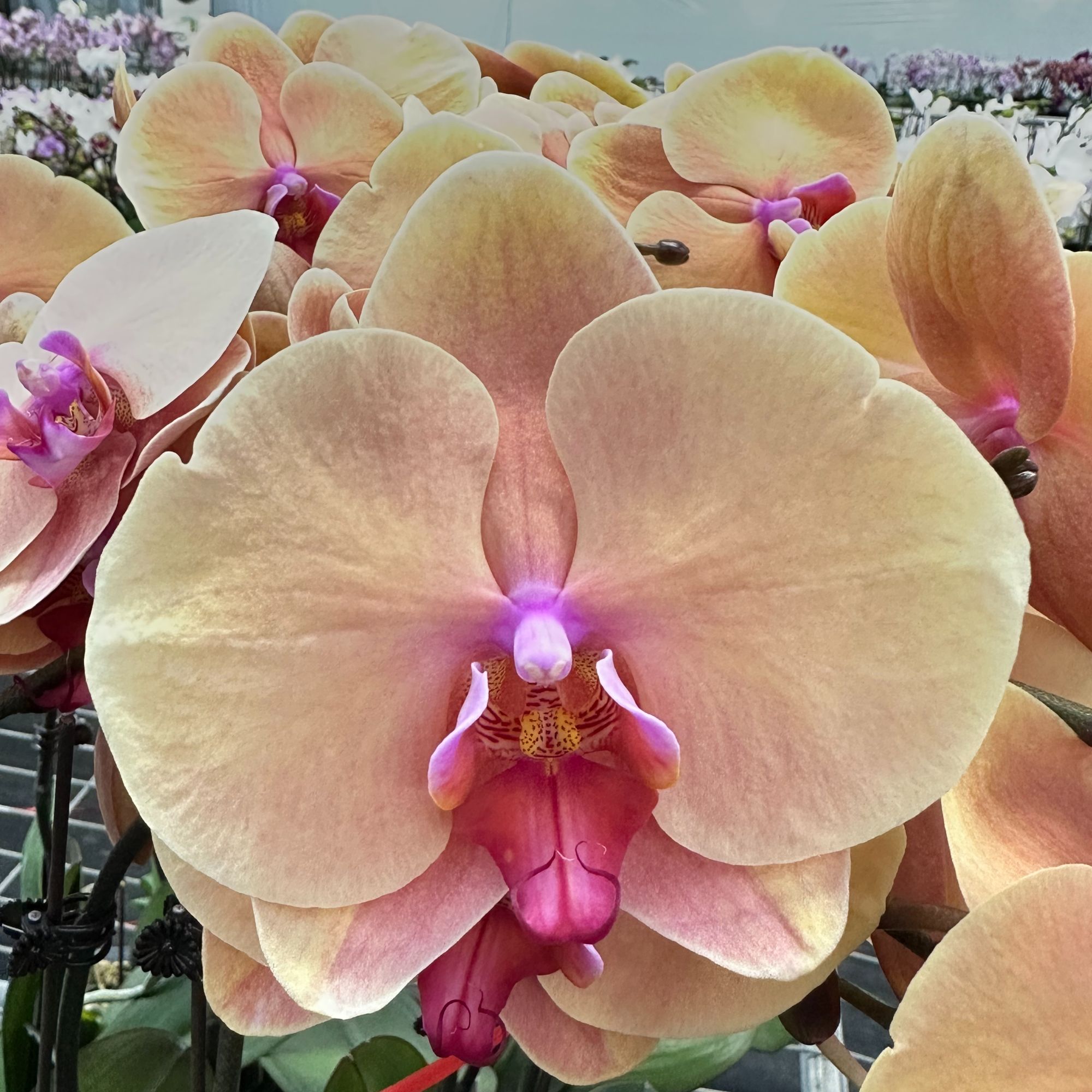 雅蝶兰选 （蝴蝶兰6金桔带花带花苞）开花珠发货