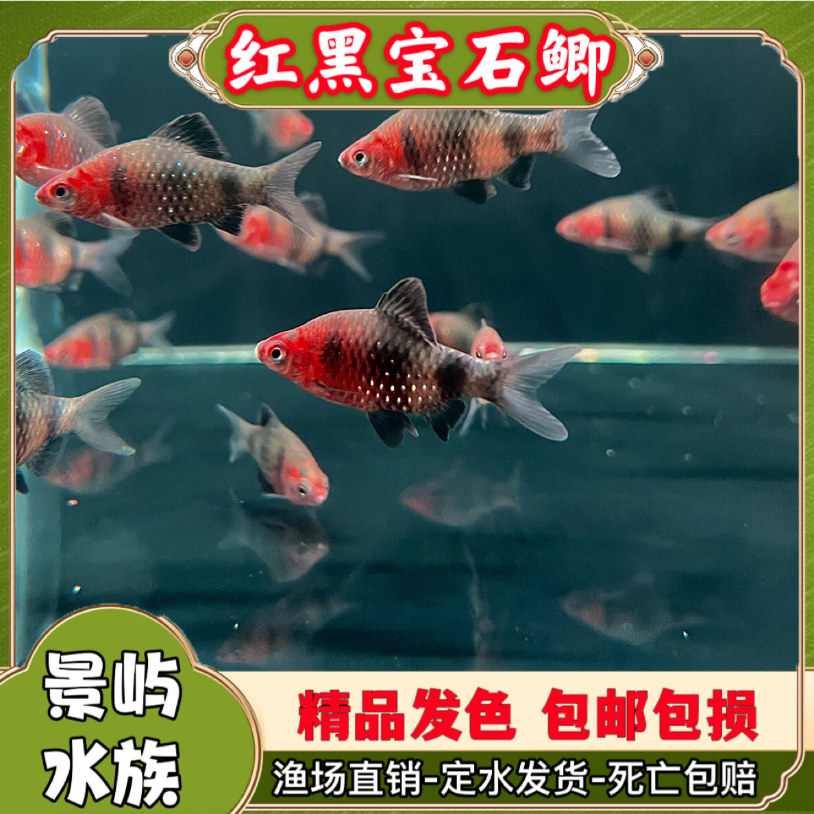 黑红宝石鲫耐养观赏冷水鱼钻石彩虹冷水鱼耐养群游原生观赏鱼