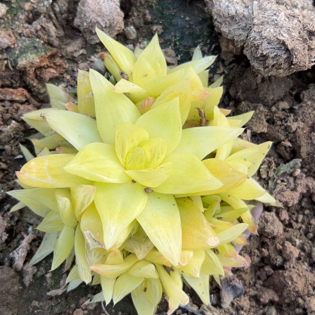 黄金饿咯肉中央音乐学院