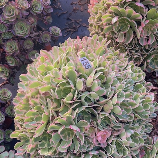 爱***鱼多肉植物一个妖月