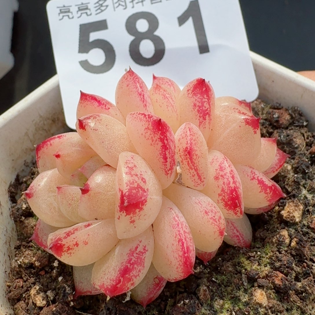 M100       多肉植物