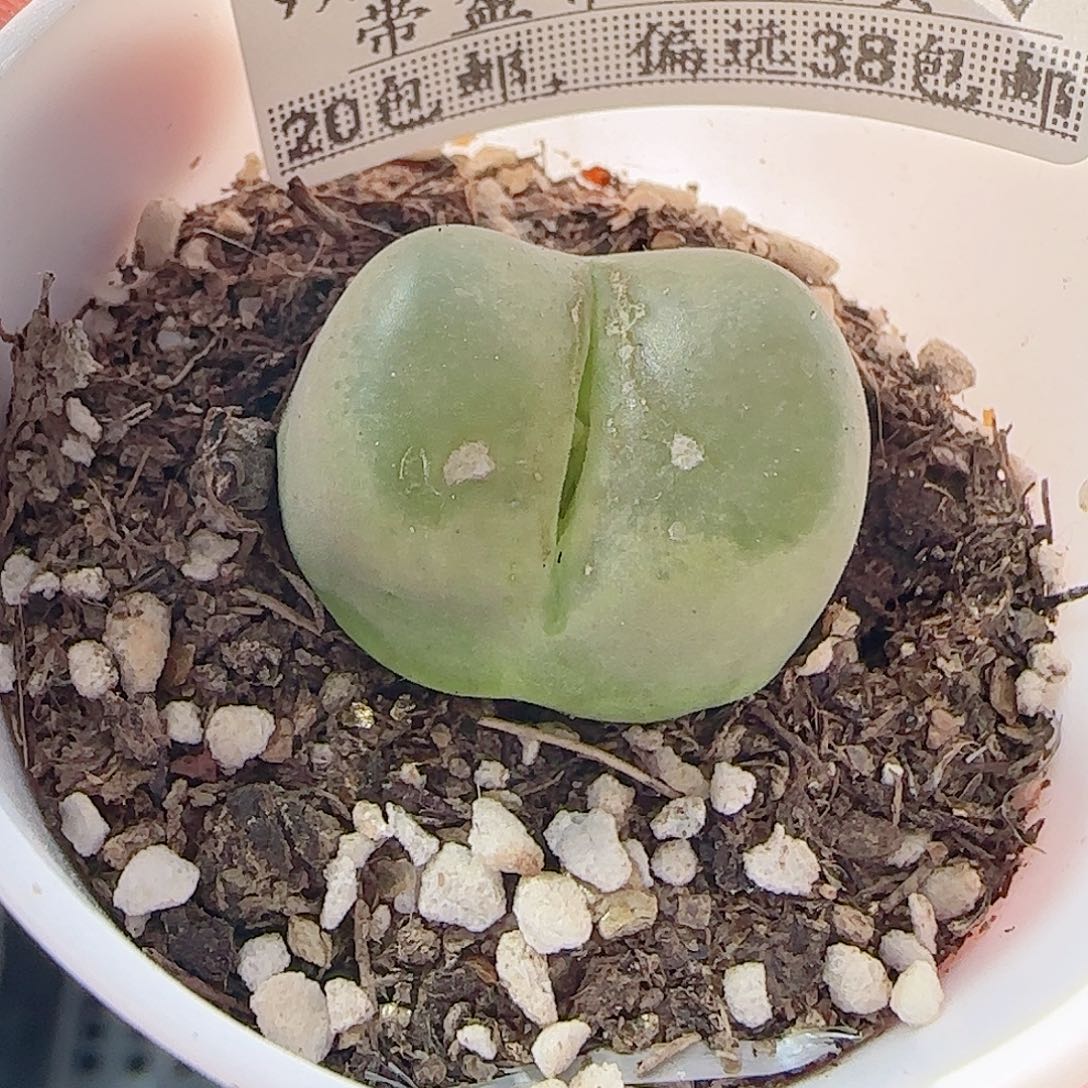 多肉0921--95毛汗尼