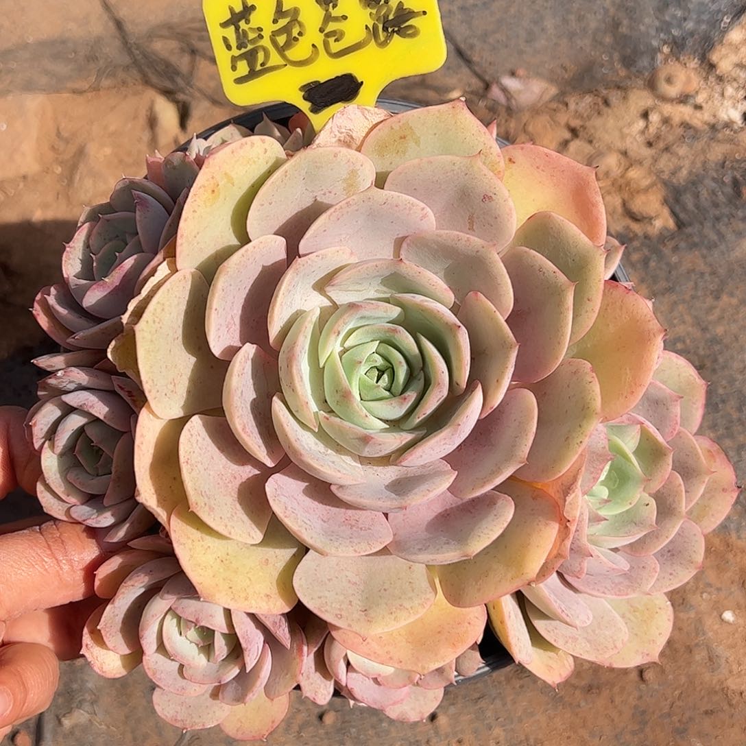 蓝色苍露，一物一拍