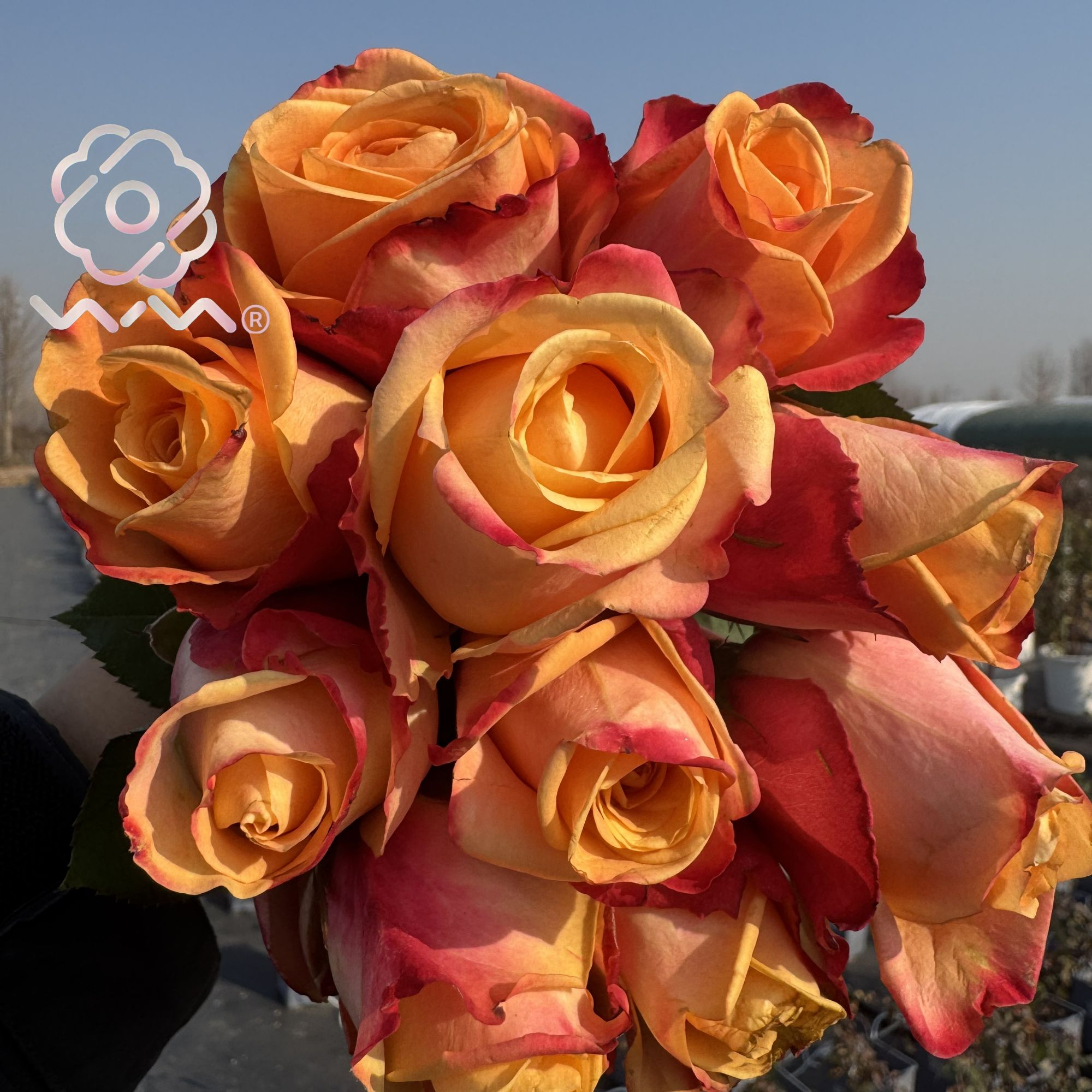 老磨盘【鹅卵石】月季