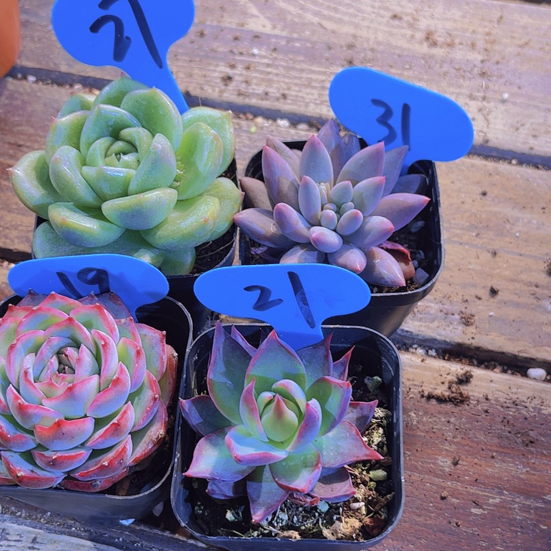 如图四盆1111111111111