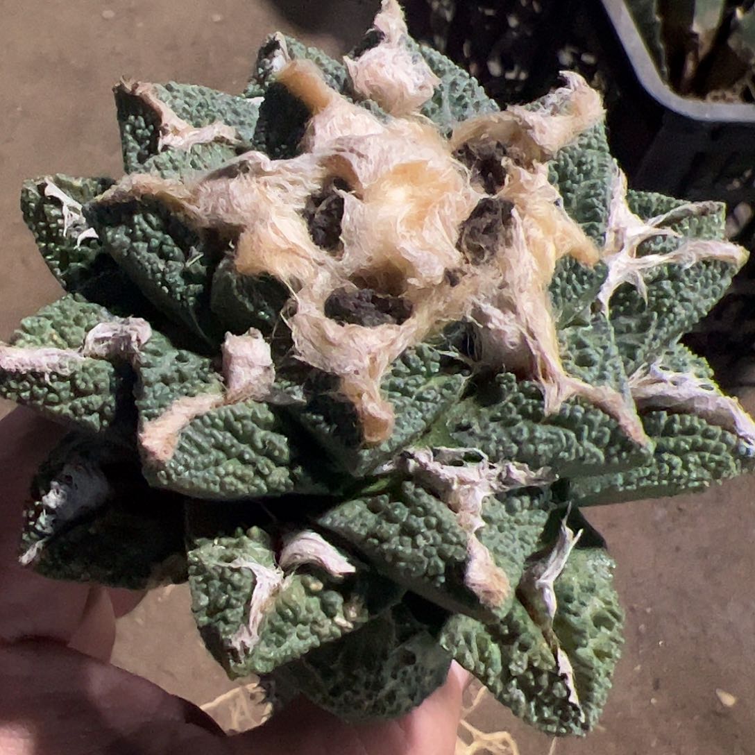 辛顿牡丹仙人球623