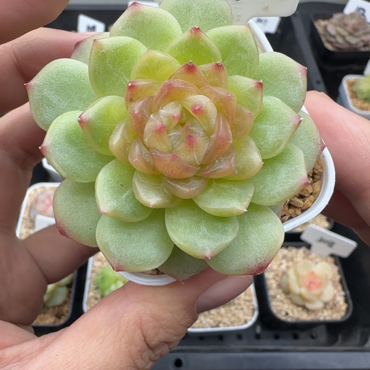 101号碧琉璃晗雨多肉