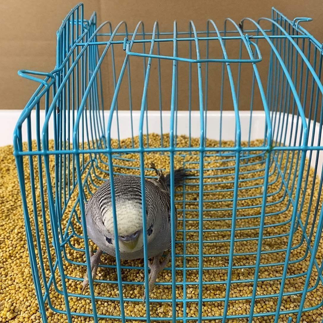 虎皮鹦鹉大头虎皮