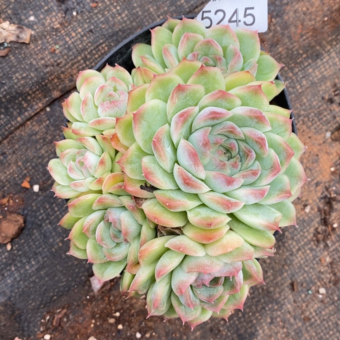 陈***糖杂交精品多肉5245~12厘米