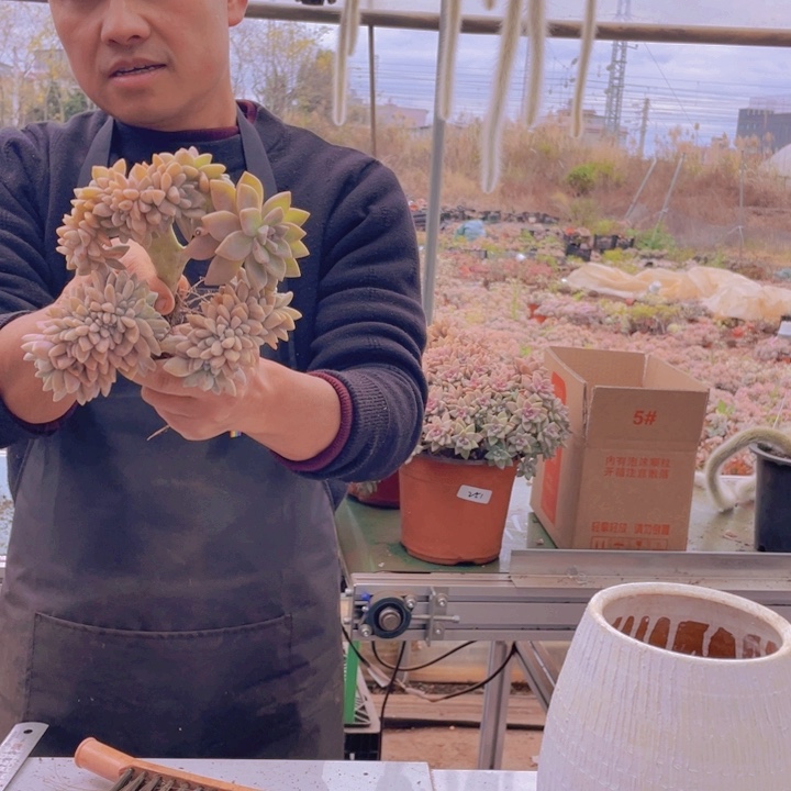 284淡雪缀化一物一拍