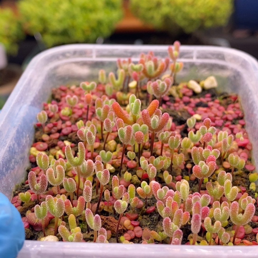 尐****673混合切糕。      