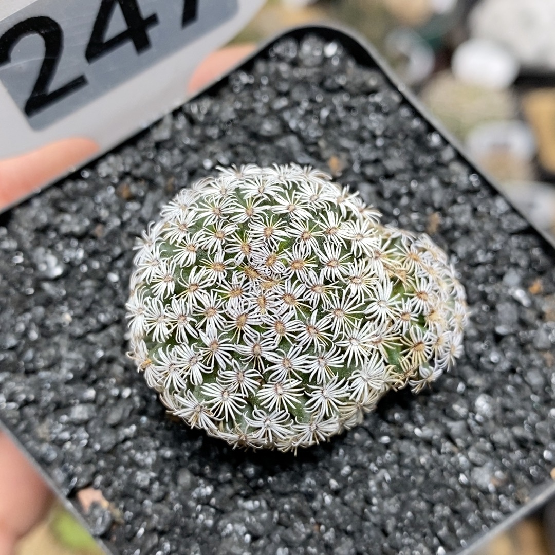 247号实生克氏丸3.5cm