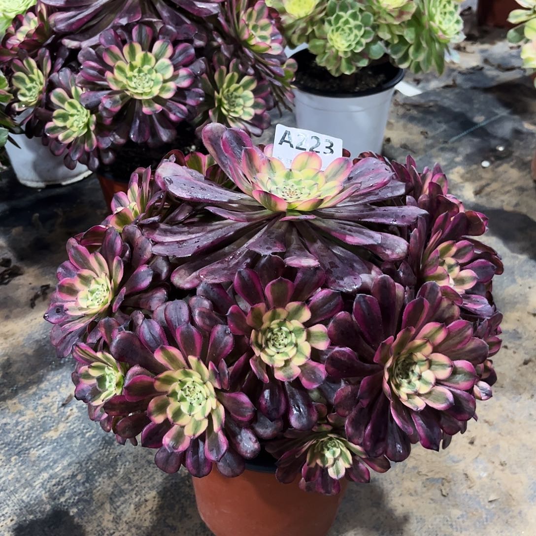 多肉植物美姬变异223多肉