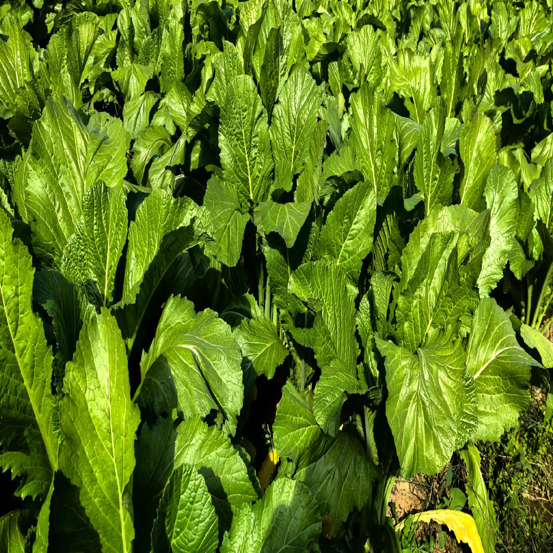 （阿辉代收）正宗高原农家自种青菜