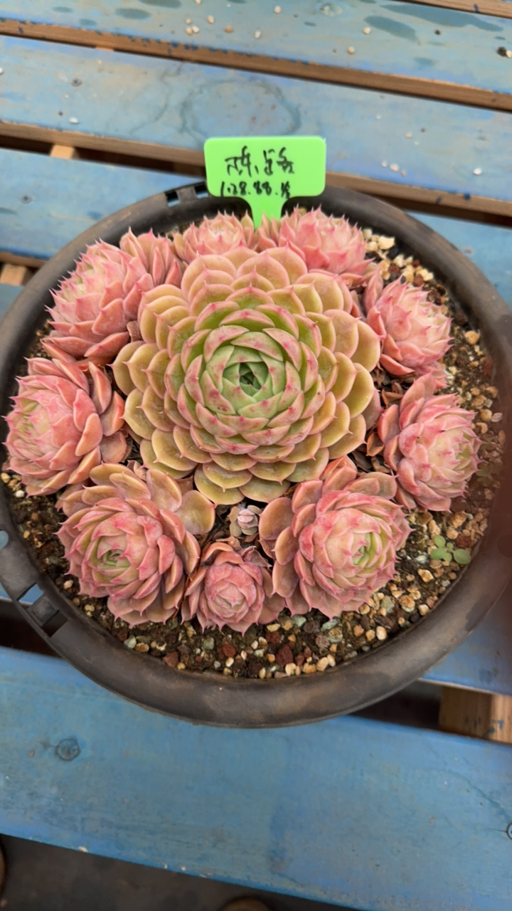 昂斯诺多肉手捧群