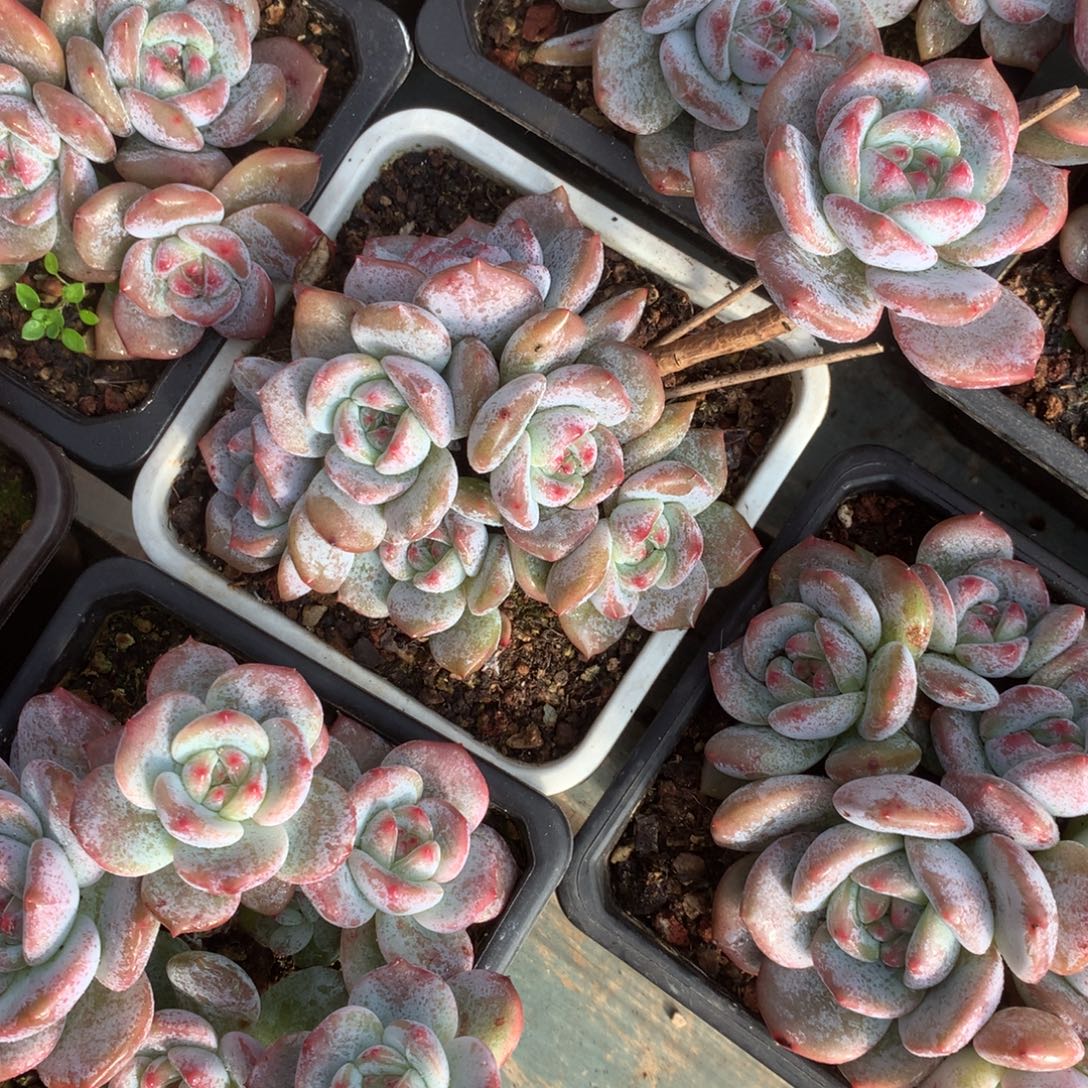 无花朵哈哈哈哈哈哈哈哈哈6