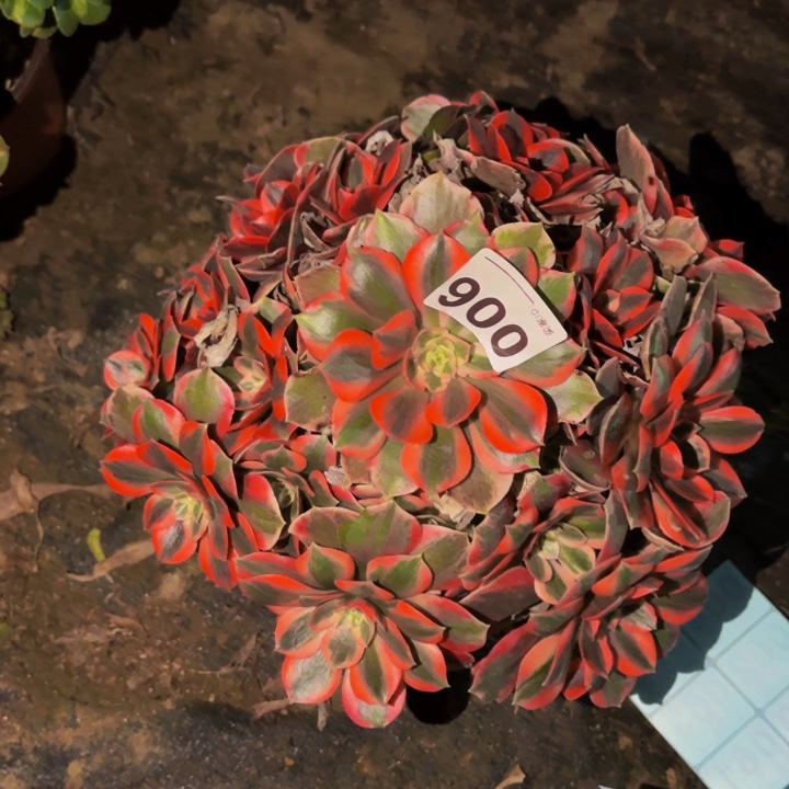 006女妖多肉植物不售后