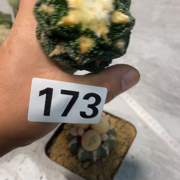 完全开放173牡丹一个