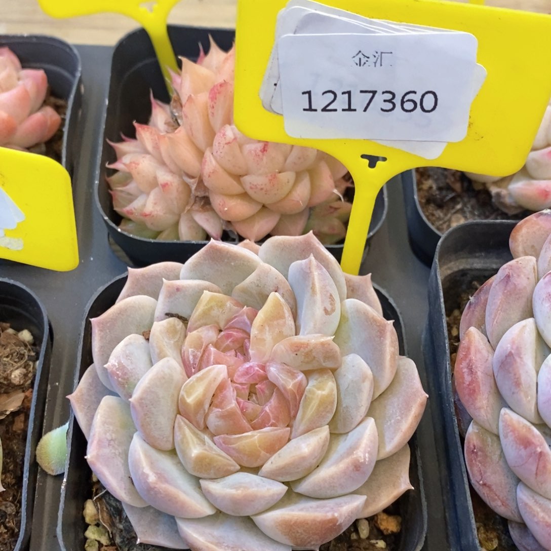 福利多多。1217360