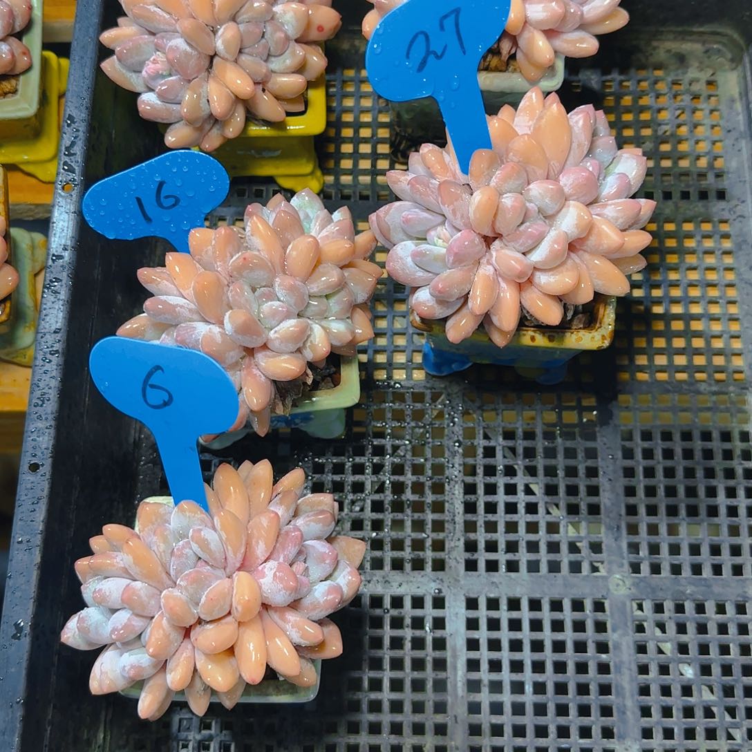 魔***儿香水带盆土27.6.16.34.30号