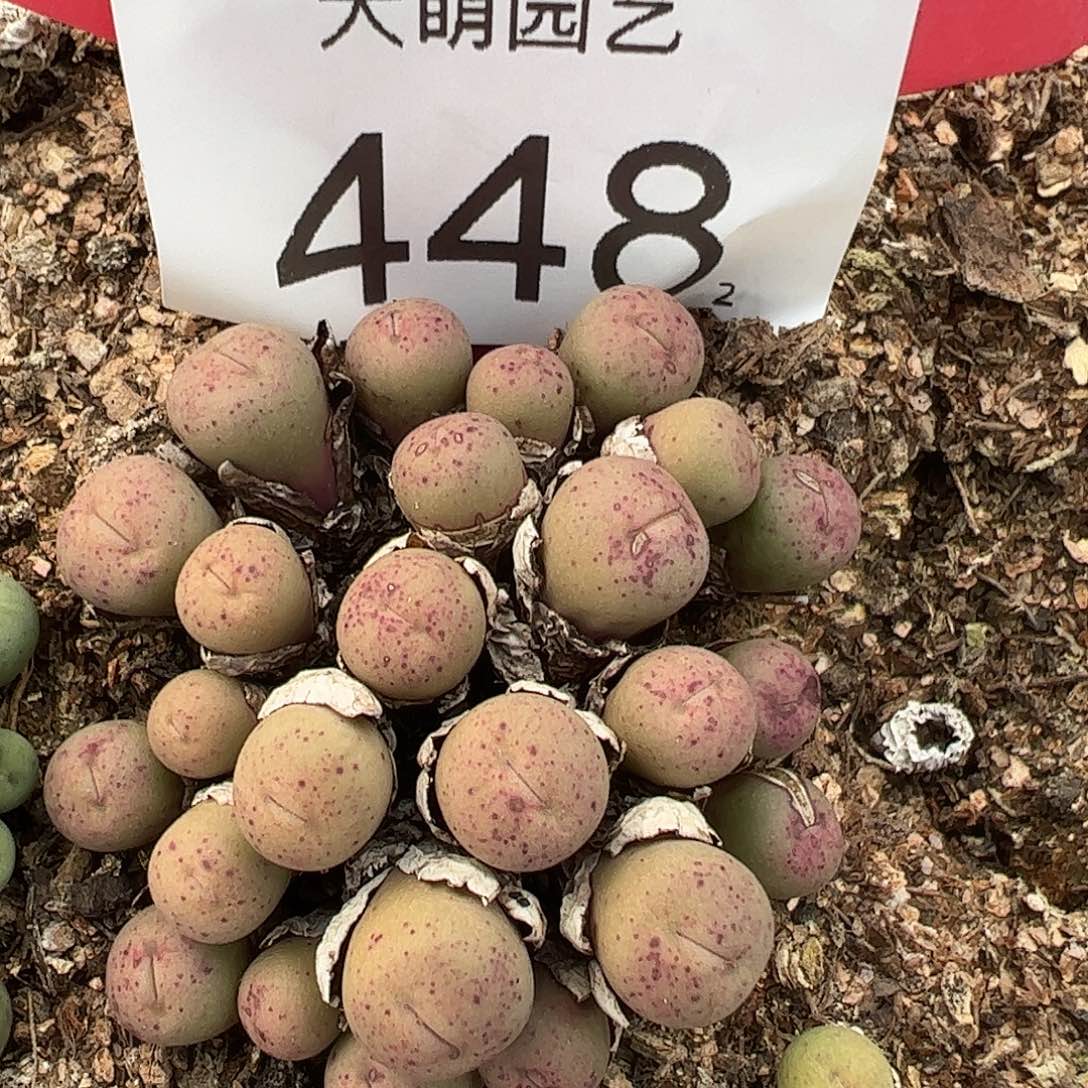 0000448 一物一拍脱土发……
