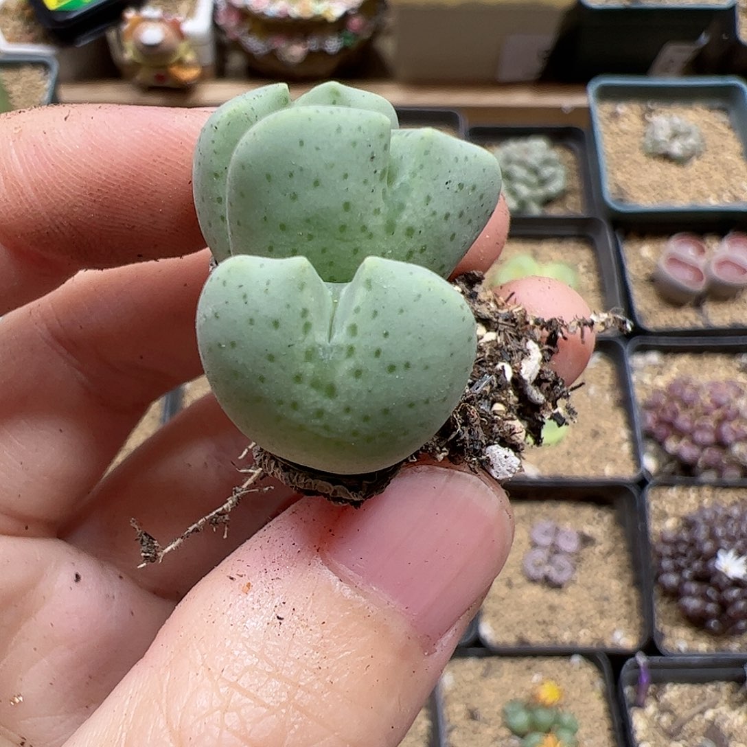【闪购商品】155 鹿角少将