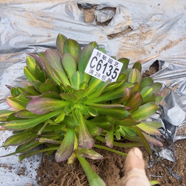 流星雨多肉植物法师6135