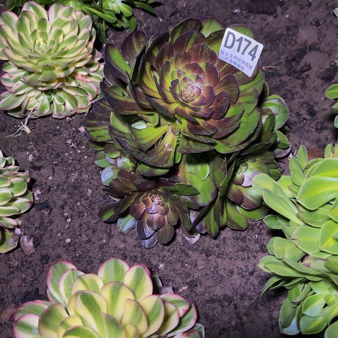 法师法师26–17包邮法师