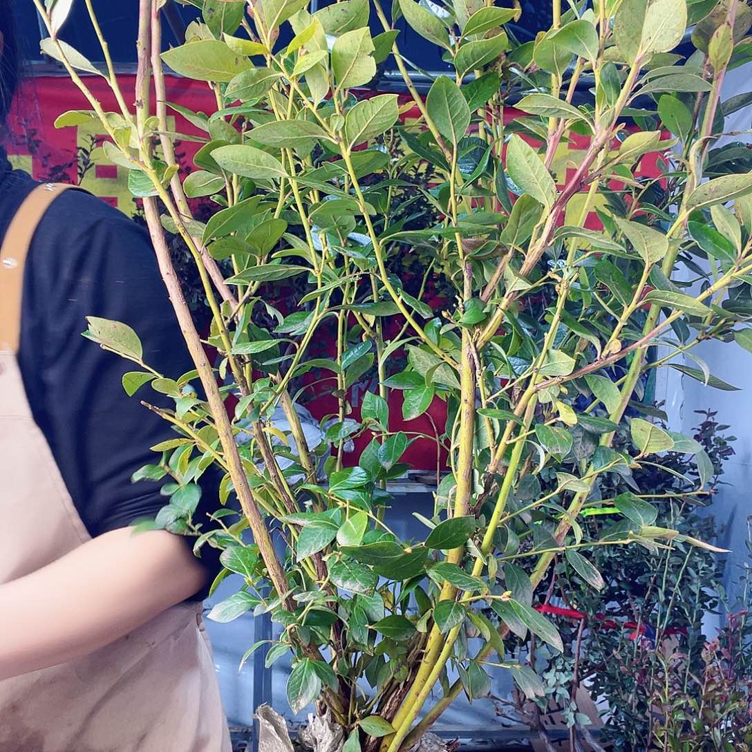 完全开放大果纯甜无酸蓝莓