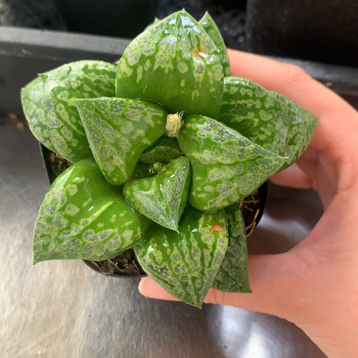 假面舞会一物一拍