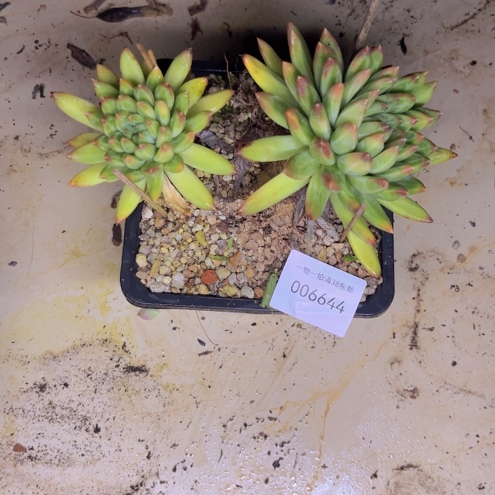 *****多肉一物一拍6644