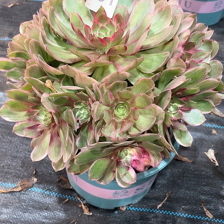 莲花座251   冠幅26