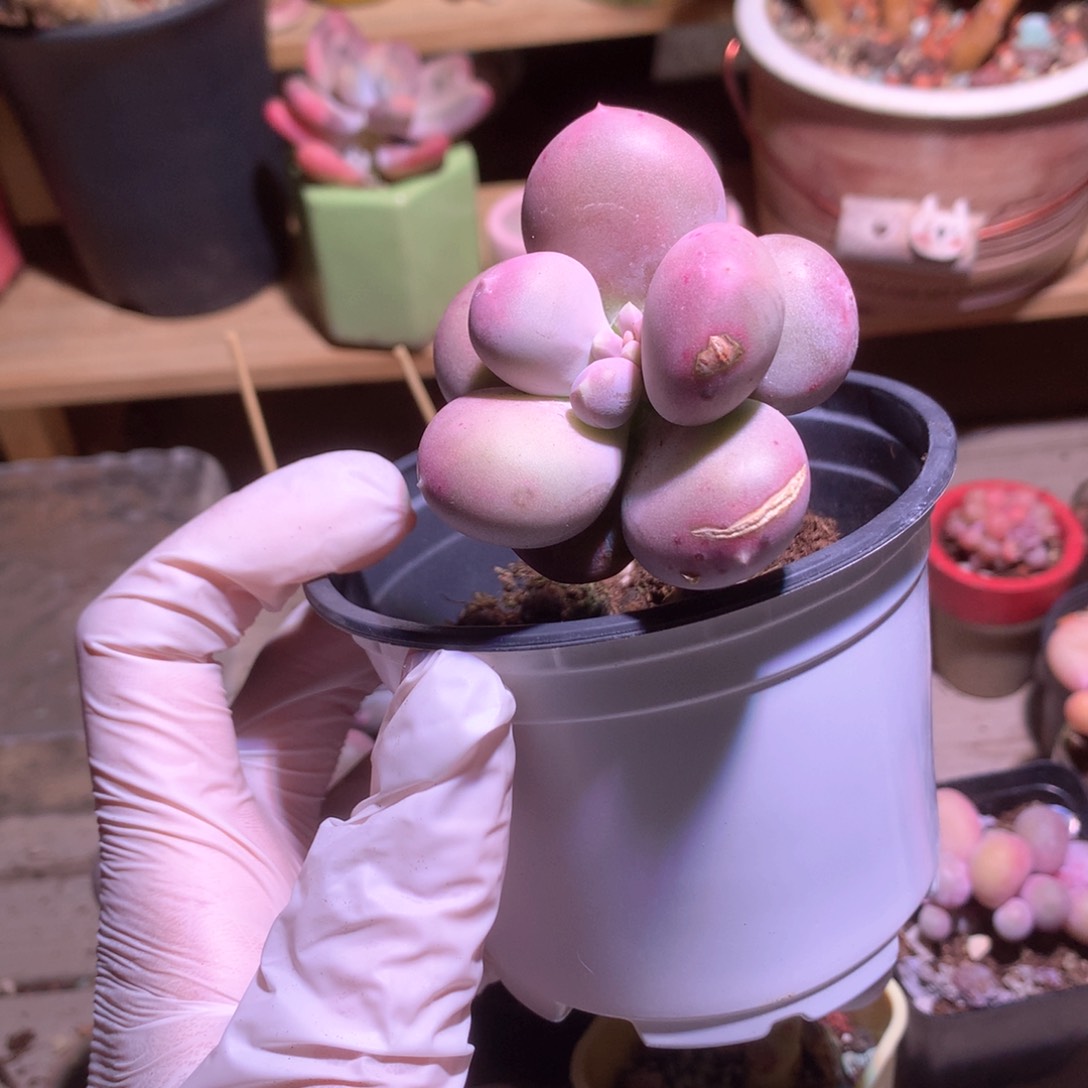 小屁桃奶酪多肉小屁桃