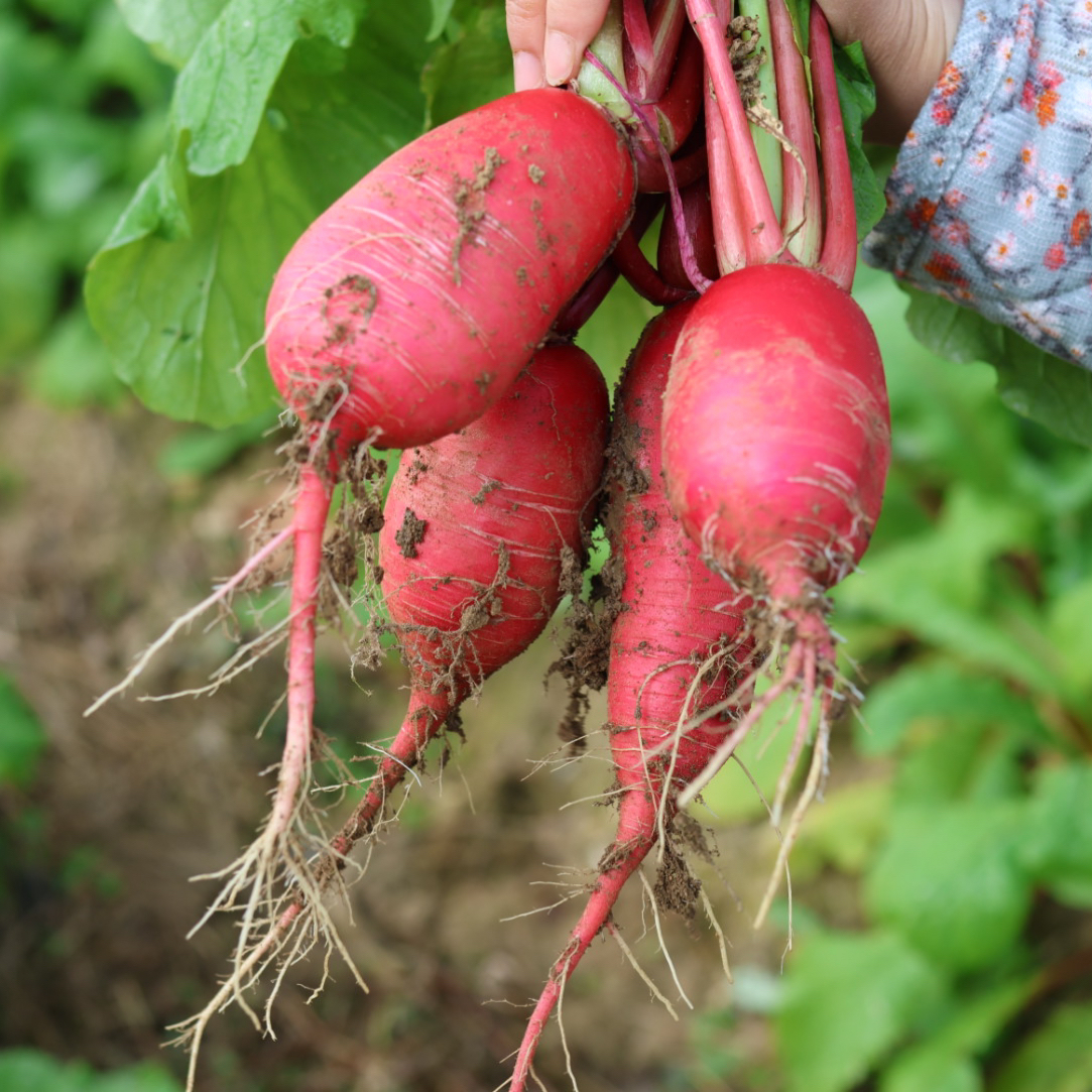 贵州高山农家自种现挖霜打新鲜红皮白芯萝卜