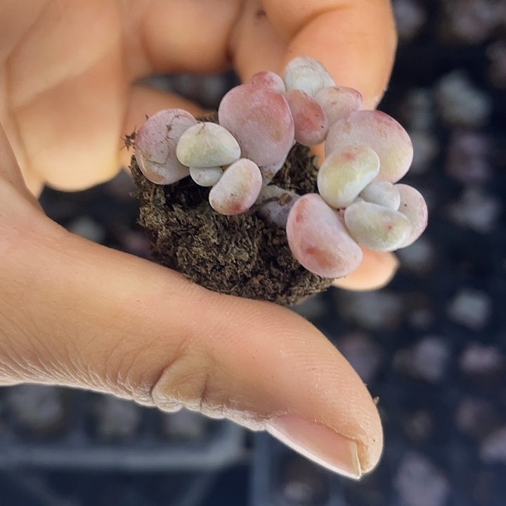 粉兔到杆子发2颗满18包邮