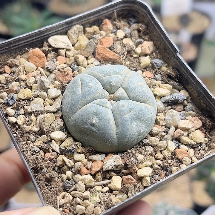 3公分海鲜实生球一颗