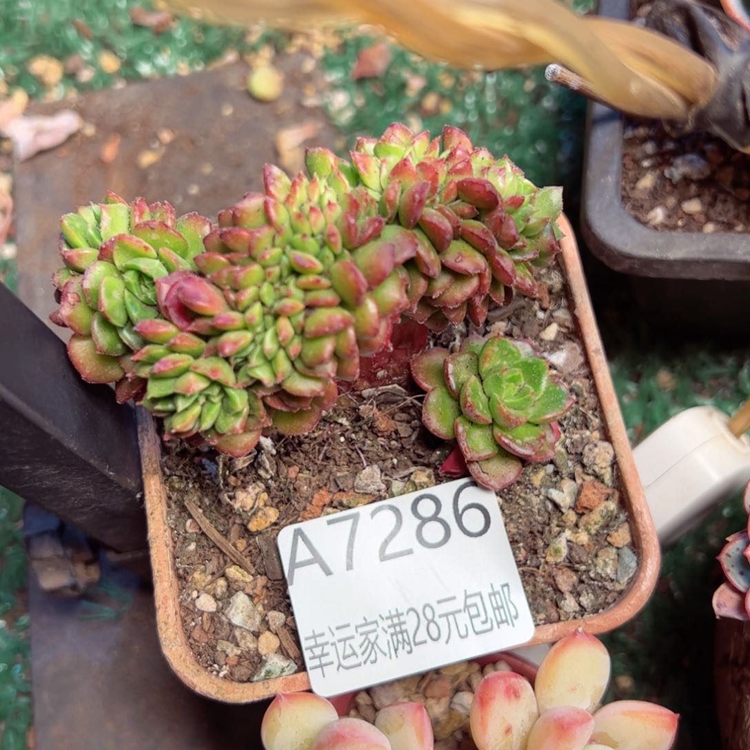 幸运的是我的朋友