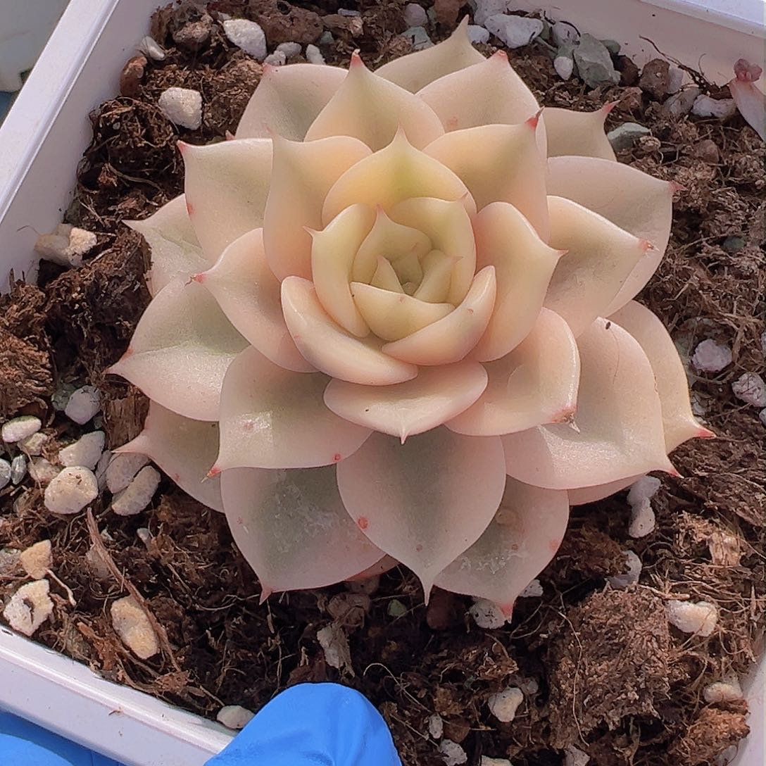 贝加尔湖锦，覆轮锦