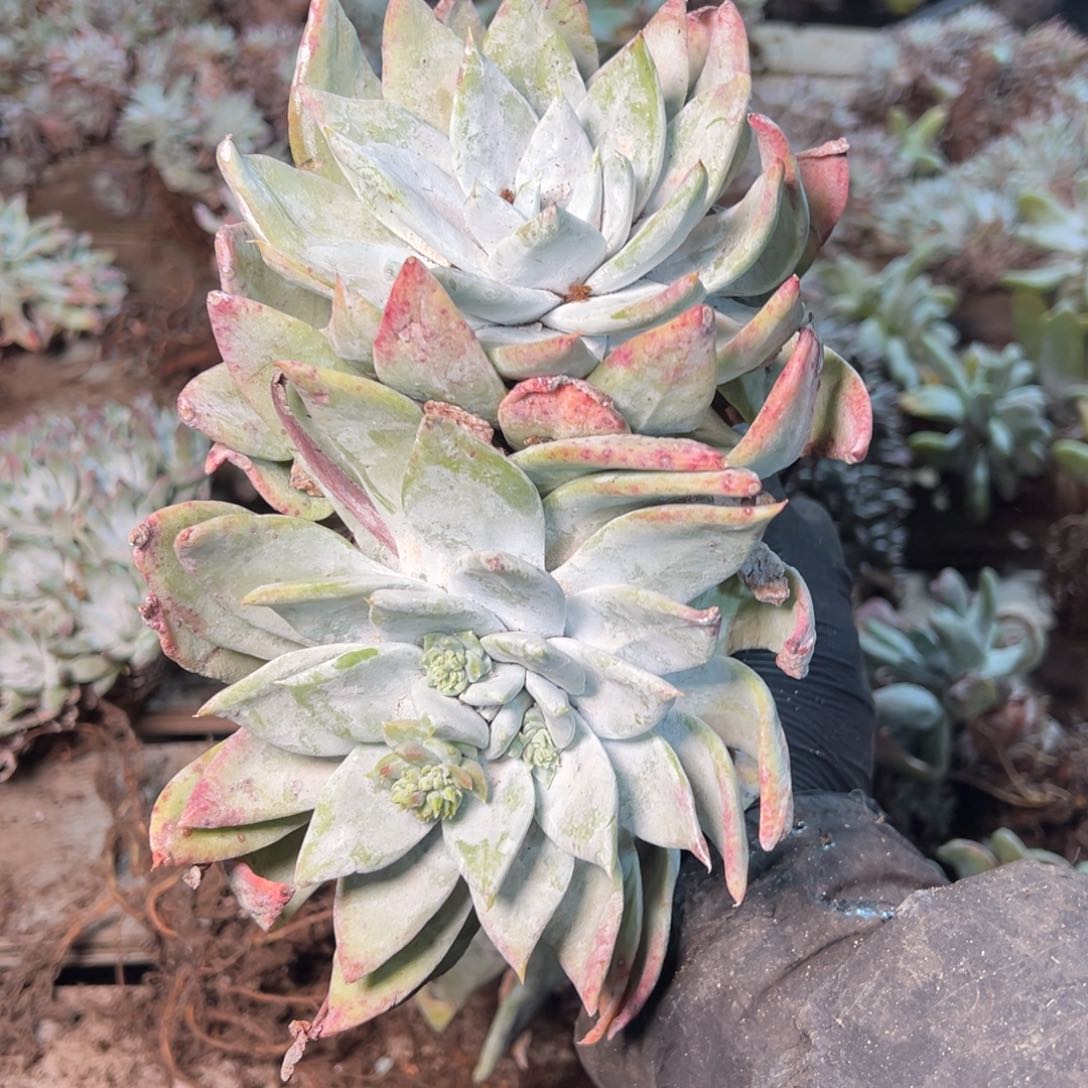 8737哈哈哈哈哈哈哈哈