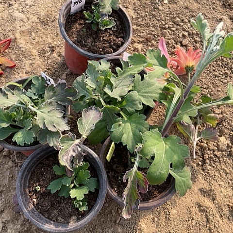 完全开放3x257、443、235、312、396