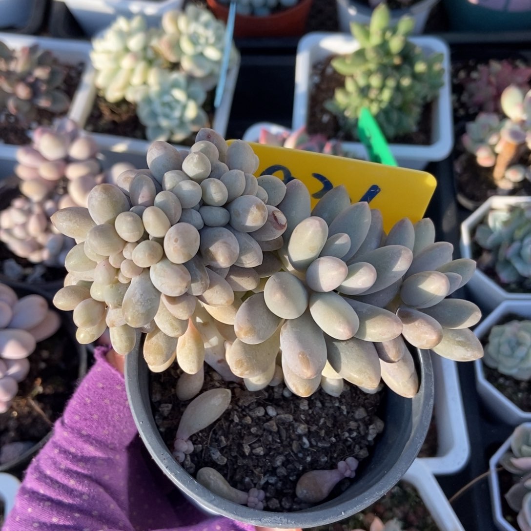 931汤圆缀多肉植物多肉