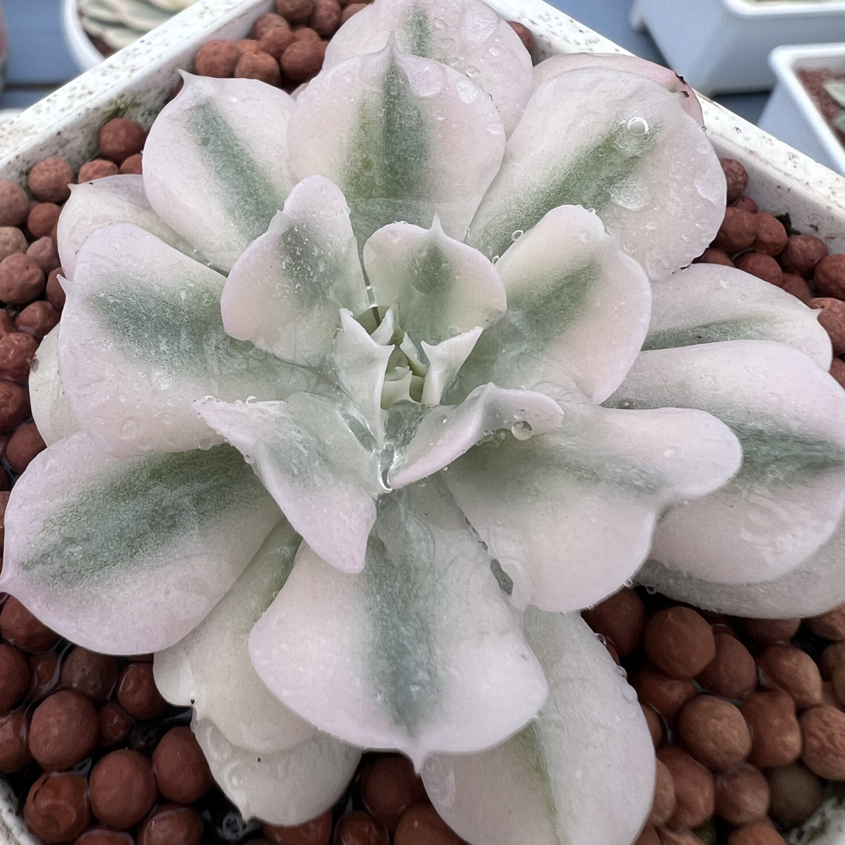 特玉莲锦，覆轮锦多肉